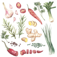 Pepper, garlic, green onion, herbs, parsley, spices, ginger, rosemary, leek, hot chili pepper. Watercolor illustrations drawn by hand. A set of isolated food items.