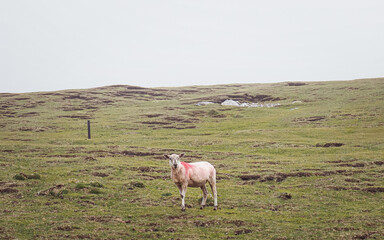 Erris Head. County Mayo, Ireland.

A lone sheep stands on a boggy marshland in Erris Head with views of the rugged landscape beyond. The image depicts a cold and misty day in County Mayo.