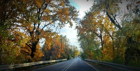 road in autumn © Magdalena