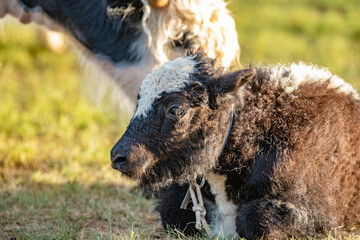 Fototapeta premium Mongolian yak in the field