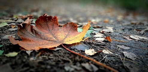 fallen autumn leaves