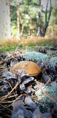 autumn leaves in the grass