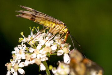 Schnabelfliege / Scorpionsfliege