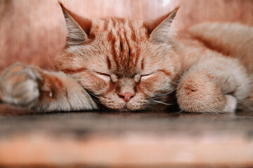 Fine portrait of a ginger cat on a table.
