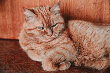 Fine portrait of a red cat on a table.