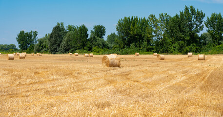 Fototapeta premium Stacked straw after harvesting wheat in a field in Serbia