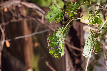Green young leaves of rowan tree but already damaged half eaten by pests, garden pest control...