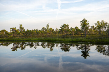 Swamp in Kemeri National Park in Jurmala.