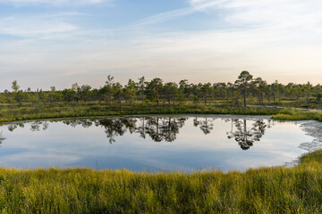 Swamp in Kemeri National Park in Jurmala.