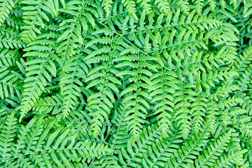 Densely growing wild forest fern full frame, texture for background.