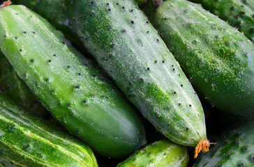 Green cucumbers as a background. Cucumis sativus.Fresh vegetables in the market.Summer harvest concept.Selective focus.