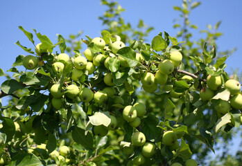 apple tree branch with green apples. Autumn harvest on a sunny day