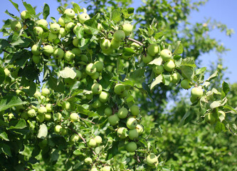 apple tree branch with green apples. Autumn harvest on a sunny day