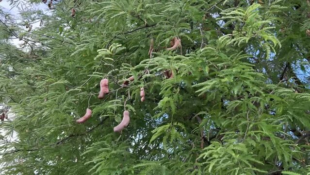 tamarind tree in nature garden