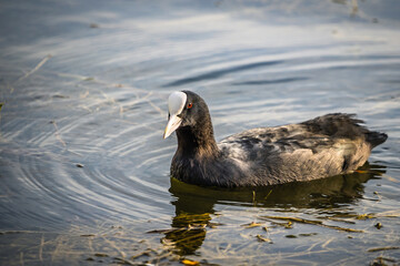 Birds and animals in wildlife concept. Amazing duck in lake or river. Wildlife scene from nature.