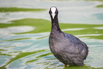 Birds and animals in wildlife concept. Amazing duck in lake or river. Wildlife scene from nature.