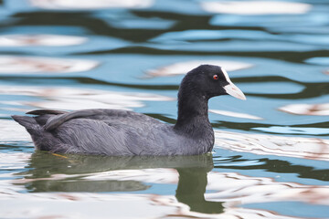 Birds and animals in wildlife concept. Amazing duck in lake or river. Wildlife scene from nature.