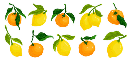 Collection of citrus fruits ripe lemons tangerines.Vector graphics.