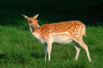 roe deer in the forest
