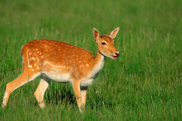 roe deer in the grass