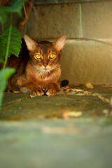 Abyssinian cat hides in the bushes near the wall of the house