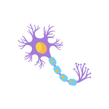 human sensory neuron model for biology studies