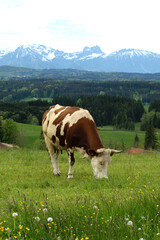 Fototapeta na wymiar Kühe im Allgäu