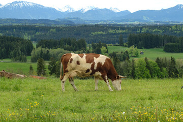 Fototapeta na wymiar Kühe im Allgäu