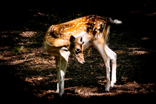 Faon de profil dans le clair-obscur d'un sous-bois