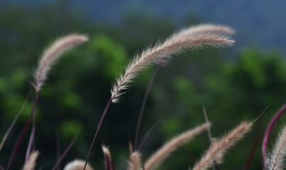 The grass is in a beautiful natural garden.