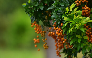 The fruit is a beautiful yellow fruit.