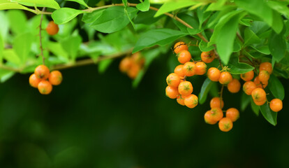 The fruit is a beautiful yellow fruit.