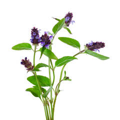 Bouquet of common self-heal, carpenter's herb, blue curls (Prunella vulgaris) plant isolated on a white background.