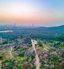 Aerial photography of Meihua Mountain in the Ming Xiaoling Mausoleum Scenic Spot in Nanjing,...