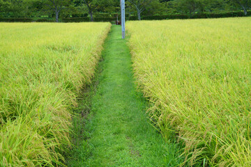 垂れてきた稲穂　稲刈りも近い　丹波篠山　8月中旬