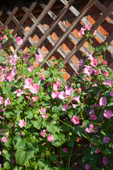 Roses falling over a picket fence wooden fence pink flowers