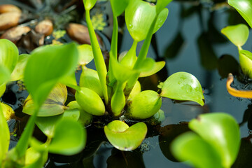 leaf in the garden