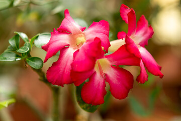 green leaves in the garden