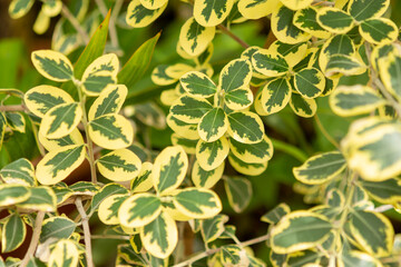 green leaves in the garden