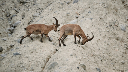 Mountain goat in the North Caucasus looking for salt in the mountains