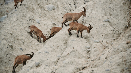 The mountain goat crosses the necks of the mountains