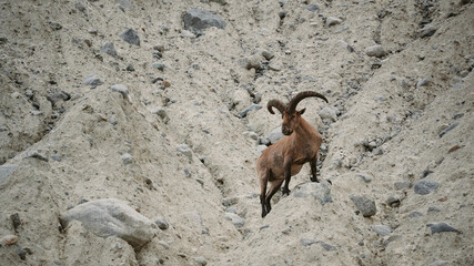 Mountain goat inspects his flock on the slope of the Caucasus mountains