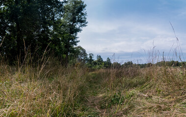 Panorama pola w obszarze wiejskim w porze letniej, trawy porastające wydeptaną ścieżkę, lekko pochmurna pogoda a w oddali drzewa