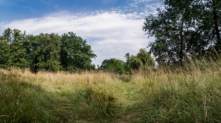 Panorama pola w obszarze wiejskim w porze letniej, trawy porastające wydeptaną ścieżkę, lekko pochmurna pogoda a w oddali drzewa