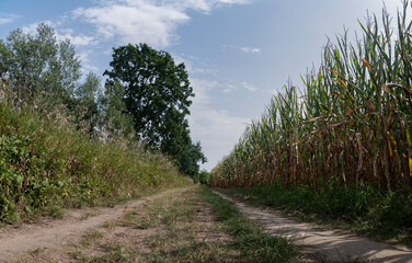 Ścieżka w krajobrazie wiejskim idąca przez obszary polne, drzewa w tle pora letnia pochmurna...