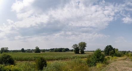 Panorama pola w obszarze wiejskim w porze letniej, lekko pochmurna pogoda a w oddali drzewa