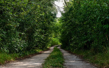 Fototapeta na wymiar Ścieżka w krajobrazie leśnym idąca przez obszary porośnięte trawami, drzewa w tle pora letnia
