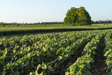 field with young sunflower sprouts. Future harvest of sunflower, seeds, sunflower oil. Beautiful...