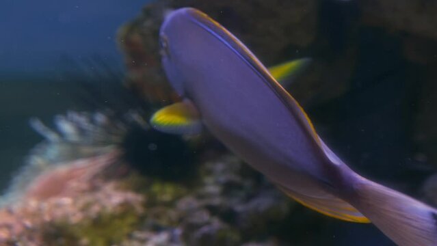 exotic fishes: yellowtale tang in the aquarium