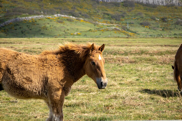 Free foal in the meadow. Animal a few days old.